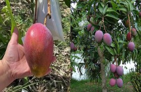 يستأجر حراسا لحماية أغلى مانجو في العالم