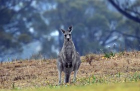 حيوان أليف صار متوحشا وقتل صاحبه