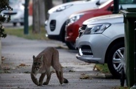 الإمساك بأسد في وسط تشيلي