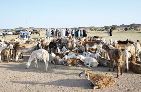 الفريق الإنساني الإماراتي يوزع 200 رأس ماشية على أهالي منطقة الحلة في أم جرس التشادية