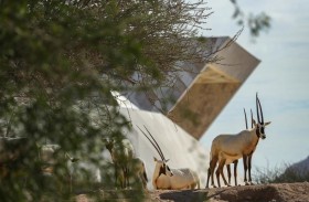 حديقة الحيوانات بالعين .. إنجازات رائدة في مجال صون الحياة البرية