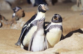 حديقة الحيوان بالعين  تحتفي بيوم البطريق العالمي