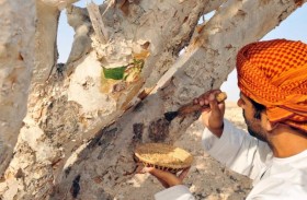 اللبان العُماني.. كنز وطني يثري ثقافة السلطنة 