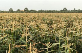 انطلاق موسم حصاد الذرة الحلوة في رأس الخيمة 