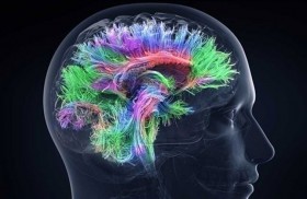 أدمغة المبدعين لديها شبكات اتصال فريدة