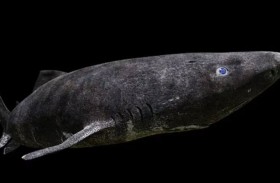 قرش بوجه مضيء وآخر يعيش 5 قرون