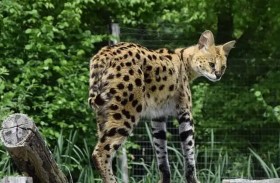 قطة إفريقية ضخمة تفاجئ سيدة في غرفة نومها