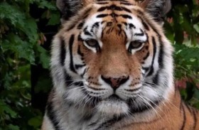 نمر ينقضّ على حارسته