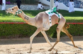 هجن «سن اللقايا» لأبناء القبائل تقدم أداء قويا في سباقات «المرموم» 