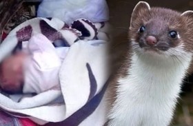 حيوان ينهش رضيعة حتى الموت