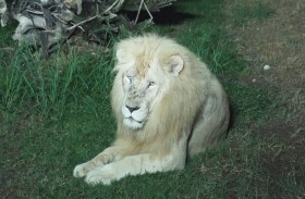 دبي سفاري بارك تُطلق جولات السفاري  الليلية الفريدة من نوعها على مستوى المنطقة