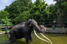 نقل فيل من تايلاند إلى سريلانكا بالطائرة