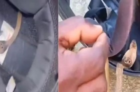 كوبرا داخل خوذة سائق دراجة