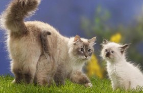 قطط روسيا في مرمى العقوبات