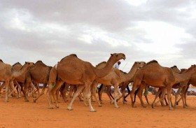 العراق.. عائلة تطالب بـ «ديّة» غير مألوفة تثير الجدل