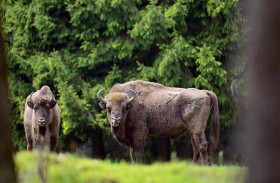 بعد غيابها لـ6 آلاف سنة.. بريطانيا تعيد ثيران برية لأراضيها