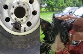 إنقاذ قطة حبست نفسها في مكان غريب