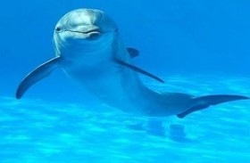 الدلافين تتعرّف إلى متجانساتها عن طريق مذاق البول 
