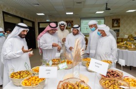 «دبي للثقافة» تحتفي بالتراث الإماراتي الأصيل في «مزاينة المرموم للرطب 2022»