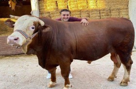 بقرة الشيف التركي بوراك تهاجم المصور