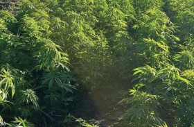 الشرطة المصرية تداهم جزيرة المخدرات