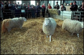 محــــاولات استنســـاخ البشـــر: بين الفشـــل والاحتيــــال