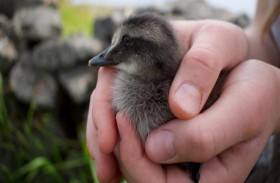 بط يرقد على كنز.. حكاية أغلى ريش في العالم