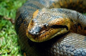 الإنسان مثل الأفعى.. دراسة مذهلة تكشف سر اللعاب