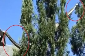 لحظة رعب بسبب «ثعبان عملاق» 