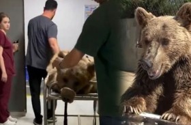 دب يدخل الطوارئ بسبب وعكة صحية 