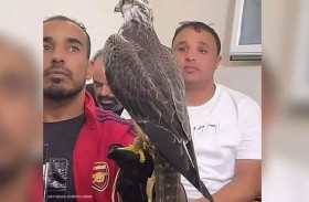 صقر بمليون دولار 