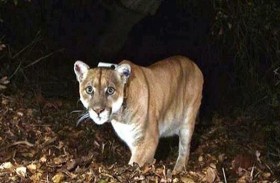 لوس أنجليس تبكي قط هوليوود