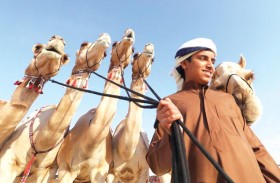 مهرجان الظفرة ينطلق 28 اكتوبر المقبل