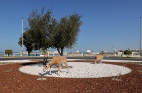 بلدية منطقة الظفرة تنجز أعمال تأهيل الدوار المقابل لكورنيش مدينة المرفأ