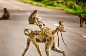 فتاة حاولت الهرب من القرود فسقطت في البئر وماتت