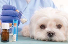 الأدوية البيطرية هل من الممكن استخدامها لعلاج البشر؟