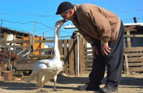 صداقة بين عجوز وبجعة عمرها 37 عاما