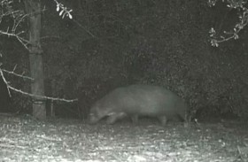 رصد «حيوان غامض» بمتنزه أميركي
