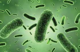 إصابة طفلة ببكتريا نادرة من لدغة الإغوانا