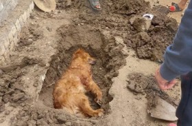 كلب غير مرخص يقتل آخر في الشارع