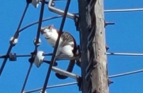 قطع الكهرباء عن منطقة في بنسلفانيا لإنقاذ قطة