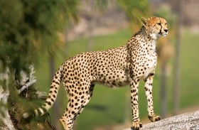 فهد يتسلل إلى فندق ويرعب النزلاء 