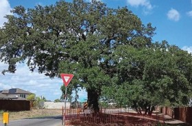 مليون دولار لنقل شجرة عمرها 400 عام