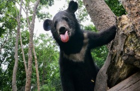 رصد دب لأول مرة منذ 150 عاماً