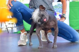 الوجه السعيد يفوز في مسابقة أقبح كلب في العالم