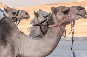 دراسة تكشف فوائد حليب النوق لمرضى السكري