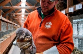 مذبحة للمِنك.. إعدام 10 آلاف حيوان بأمر كورونا