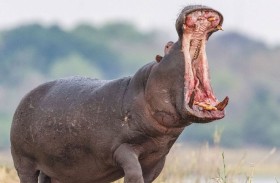 الجمرة الخبيثة تفتك بـ50 من فرس النهر