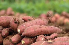 البطاطا الحلوة