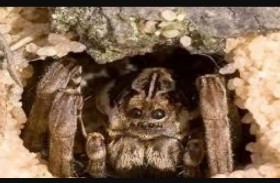 أخطر العناكب يعود للظهور